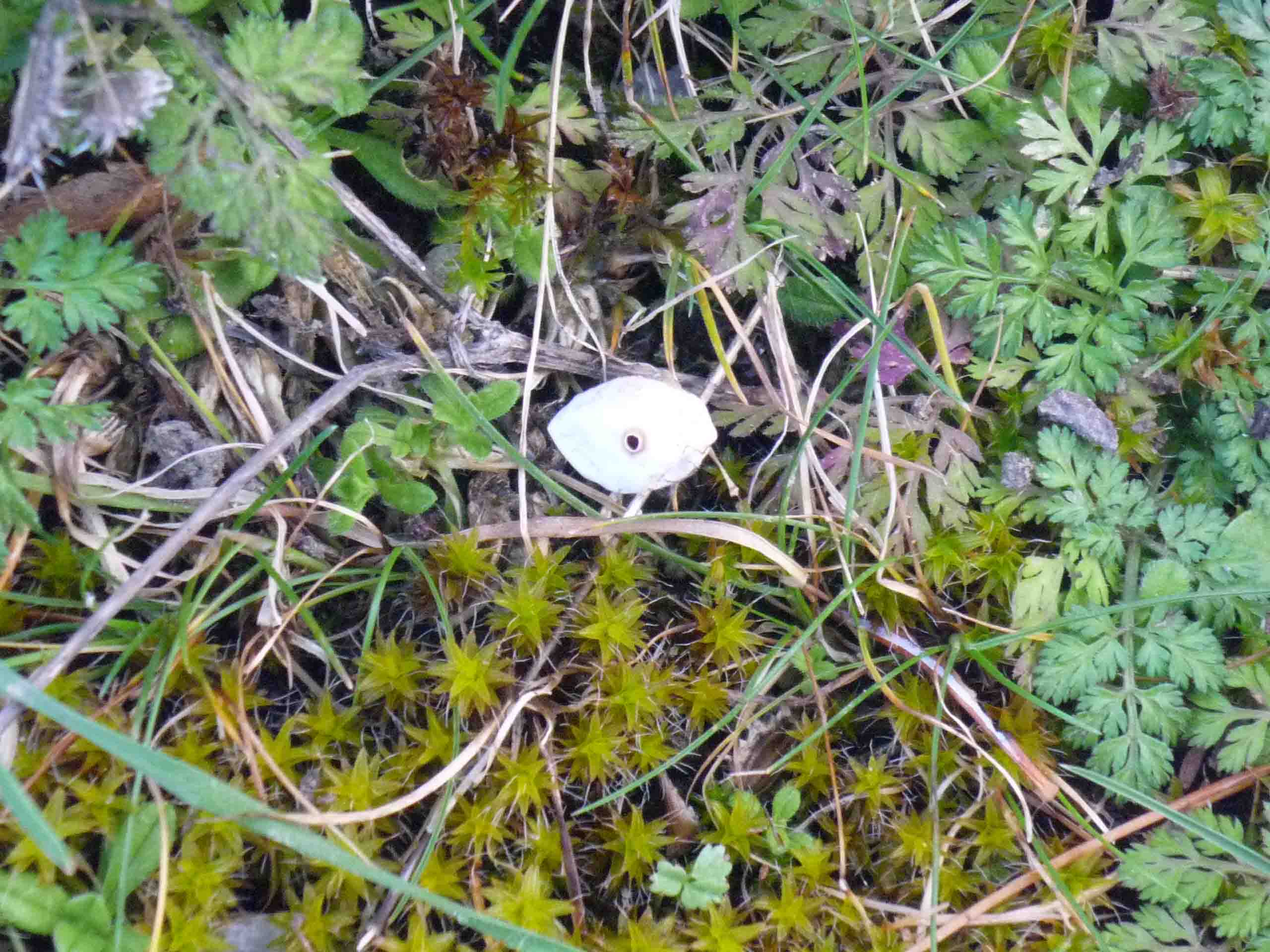 Tulostoma brumale?